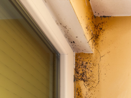Mold Remediation